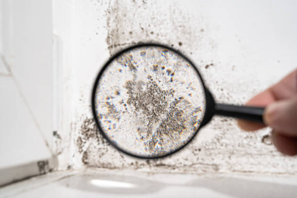 Best Air Quality Testing for Mold Spores  in Inman, SC